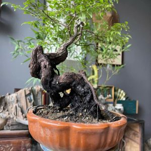 Cây Bonsai MS 01