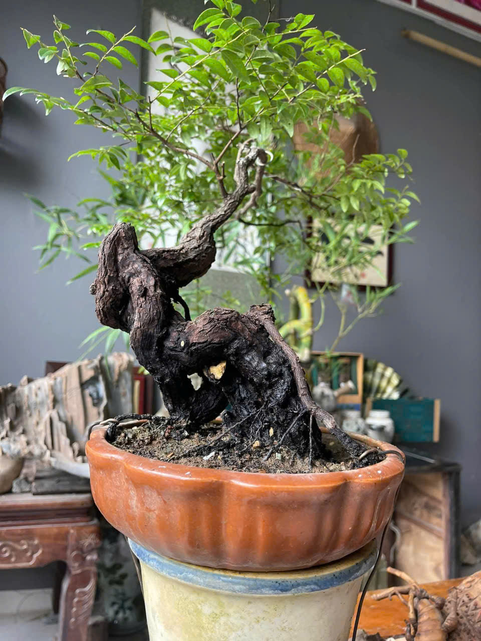 Cây Bonsai MS 01