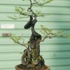 Cây Bonsai MS 02
