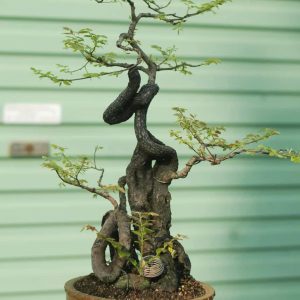 Cây Bonsai MS 02