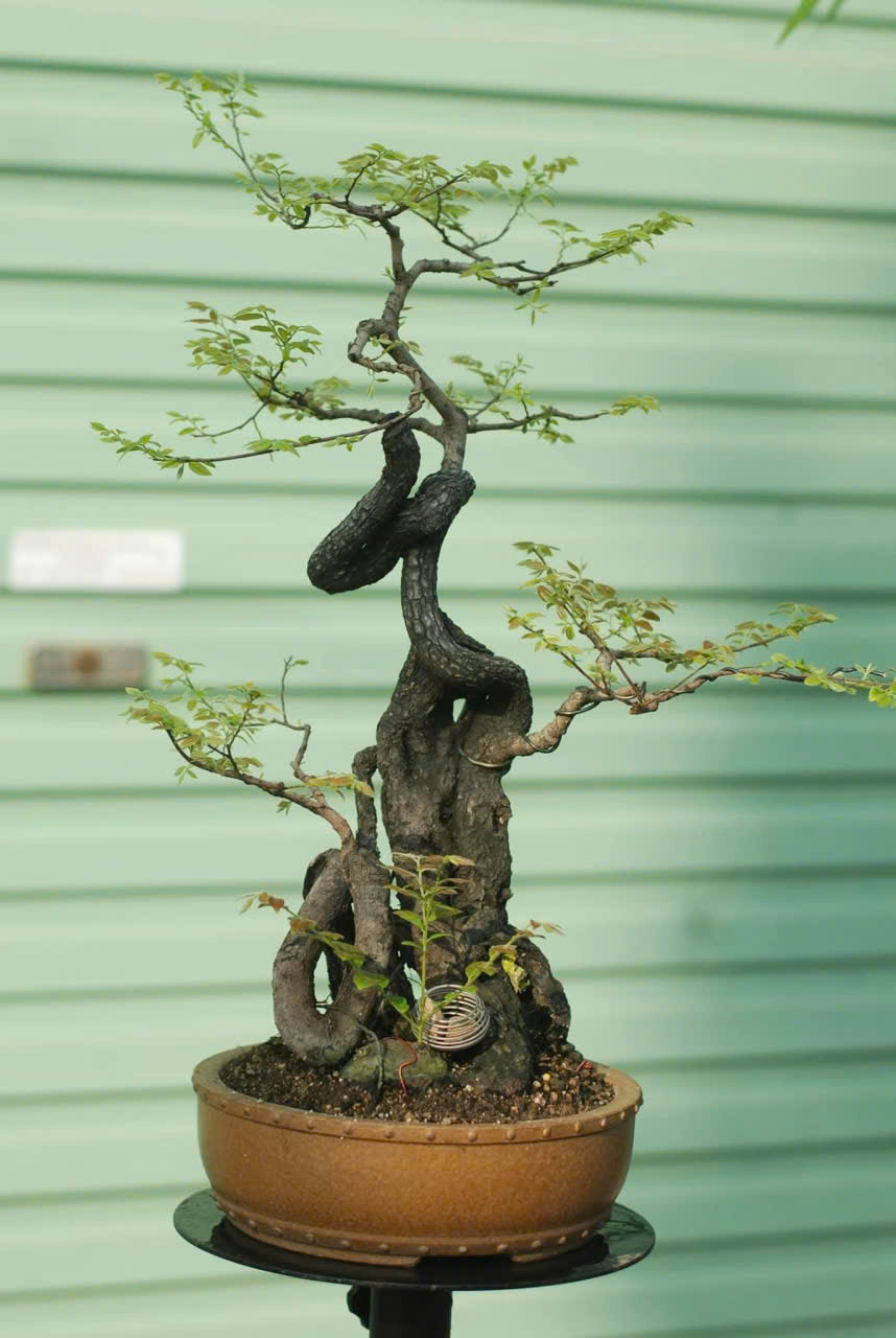 Cây Bonsai MS 02